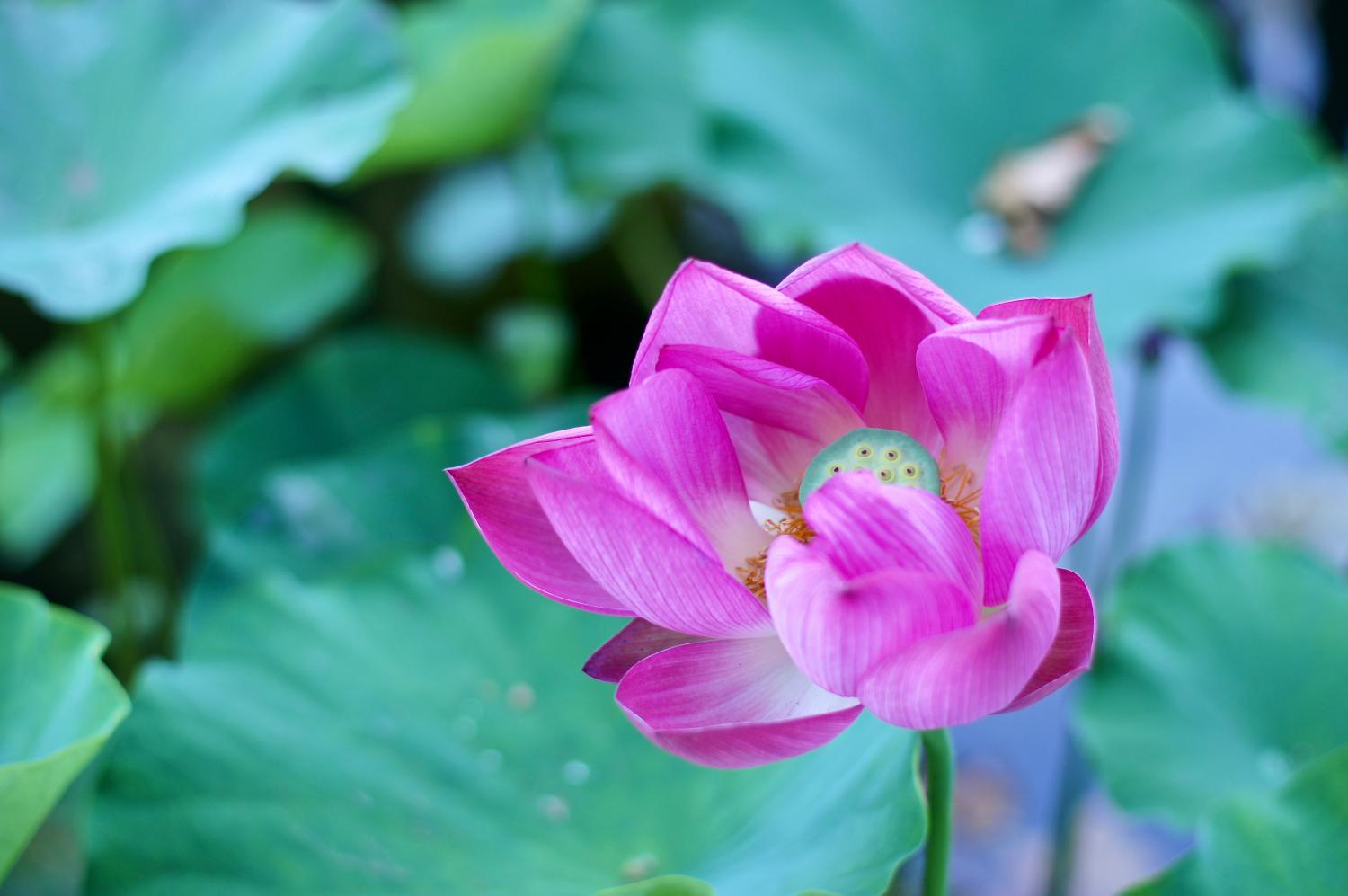 Fleur de lotus