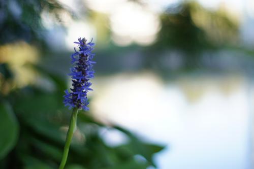 fleur