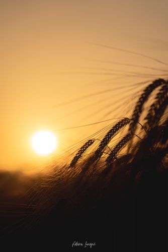 Douceur du soir sur les blés