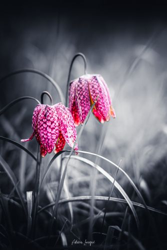 Fleur