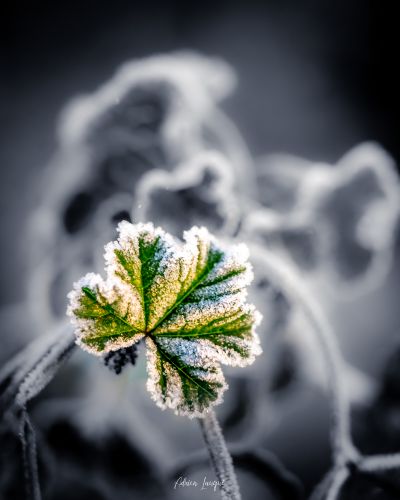 Fleur