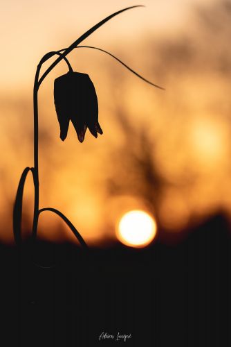 Silhouette de fritillaire