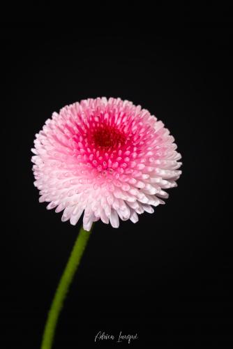 Macro